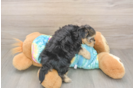 Energetic Yorkipoo Poodle Mix Puppy