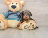 8 week old Yorkie Poo Puppy For Sale - Seaside Pups