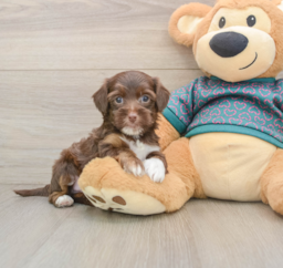 7 week old Yorkie Poo Puppy For Sale - Seaside Pups