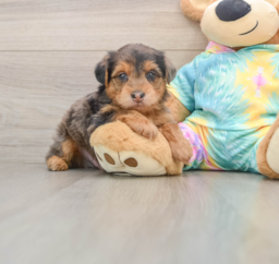 7 week old Yorkie Poo Puppy For Sale - Seaside Pups