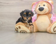7 week old Yorkie Poo Puppy For Sale - Seaside Pups