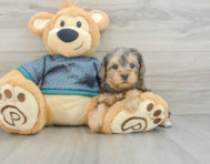 5 week old Yorkie Poo Puppy For Sale - Seaside Pups