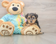 8 week old Yorkie Poo Puppy For Sale - Seaside Pups