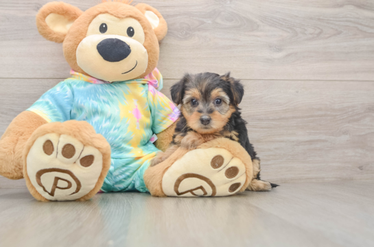 Little Yorkie Poodle Mix Poodle Mix Puppy