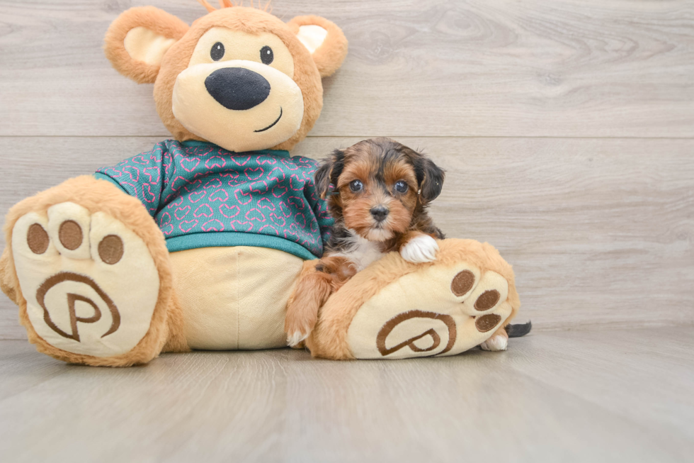 Best Yorkie Poo Baby