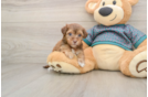 Yorkie Poo Pup Being Cute