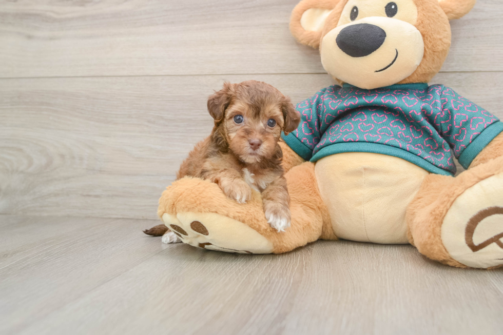 Yorkie Poo Pup Being Cute