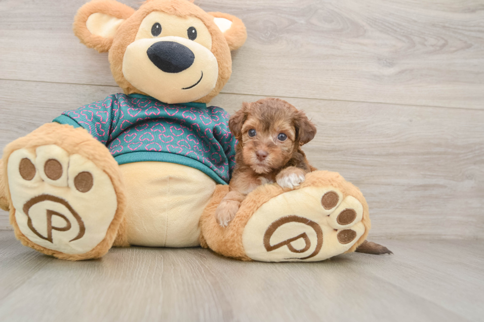 Funny Yorkie Poo Poodle Mix Pup