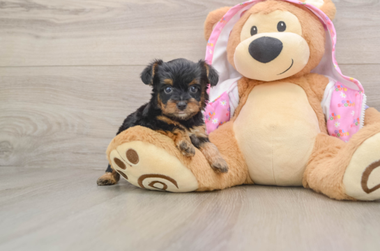 Playful Yo Yo Poo Poodle Mix Puppy