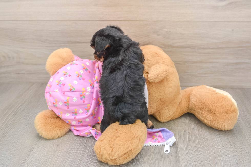 Yorkie Poo Puppy for Adoption