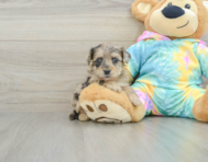 8 week old Yorkie Poo Puppy For Sale - Seaside Pups