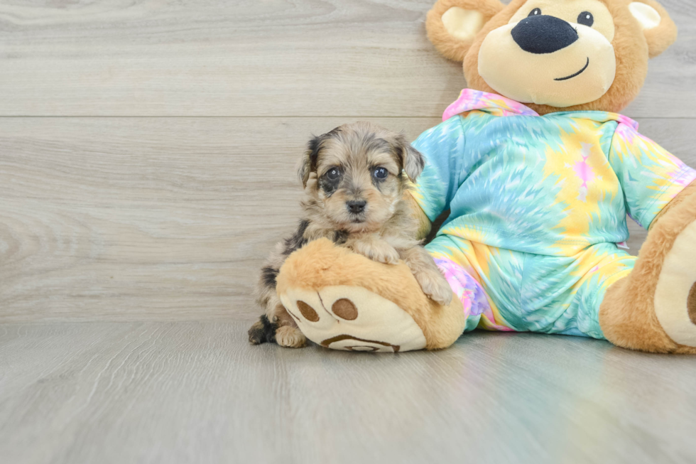 Yorkie Poo Puppy for Adoption