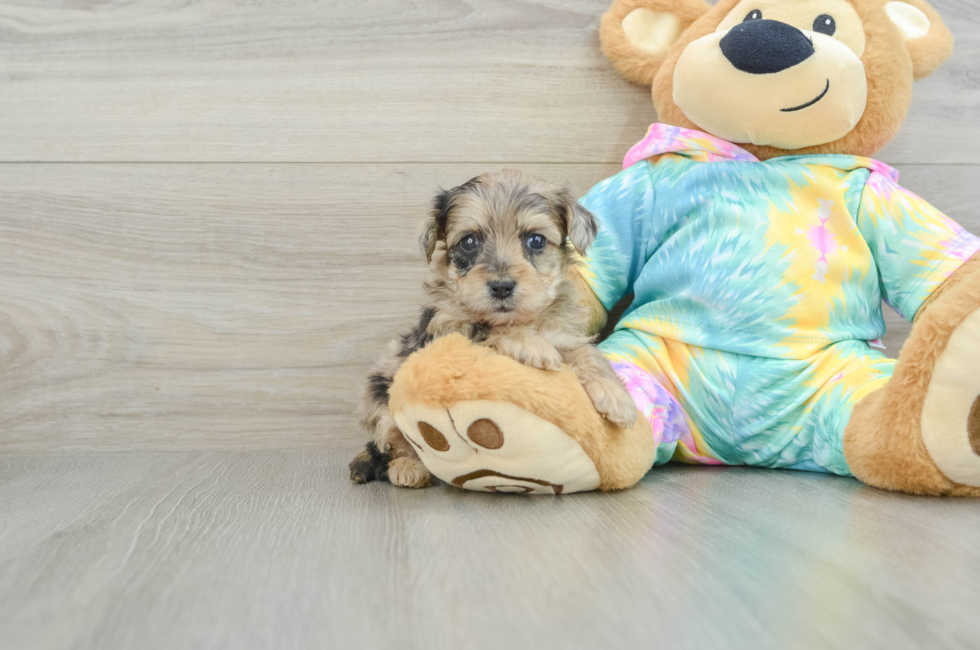 5 week old Yorkie Poo Puppy For Sale - Seaside Pups