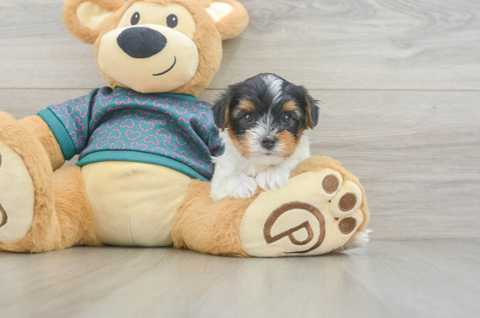 5 week old Yorkie Poo Puppy For Sale - Seaside Pups