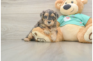 Funny Yorkie Poo Poodle Mix Pup