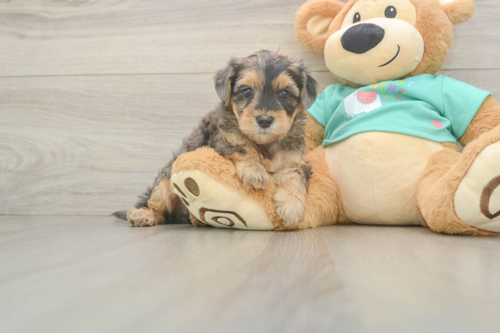 Funny Yorkie Poo Poodle Mix Pup