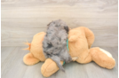 Yorkie Poo Puppy for Adoption