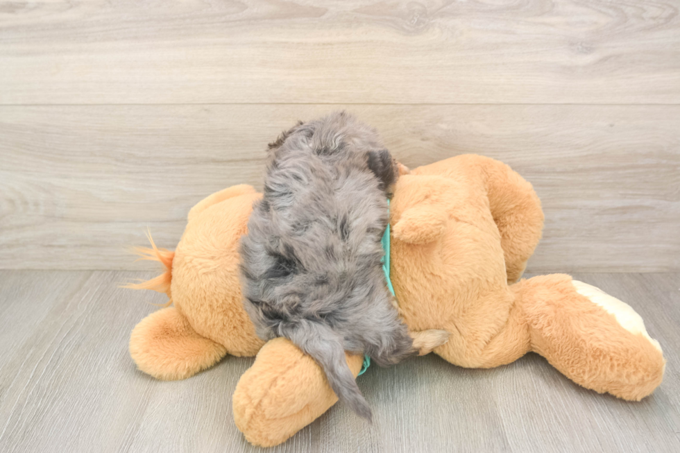 Yorkie Poo Puppy for Adoption
