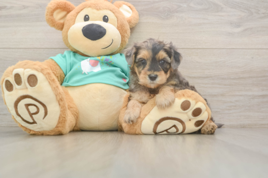 Playful Yo Yo Poo Poodle Mix Puppy