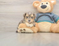 7 week old Yorkie Poo Puppy For Sale - Seaside Pups