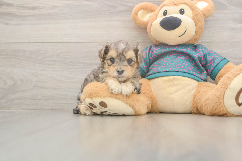 5 week old Yorkie Poo Puppy For Sale - Seaside Pups