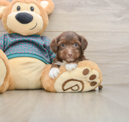 7 week old Yorkie Poo Puppy For Sale - Seaside Pups