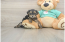 Energetic Yorkipoo Poodle Mix Puppy