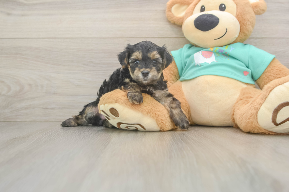 Energetic Yorkipoo Poodle Mix Puppy