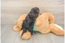 Adorable Yorkiedoodle Poodle Mix Puppy