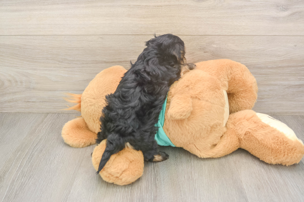 Adorable Yorkiedoodle Poodle Mix Puppy