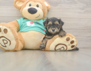 9 week old Yorkie Poo Puppy For Sale - Seaside Pups