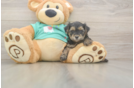 Happy Yorkie Poo Baby