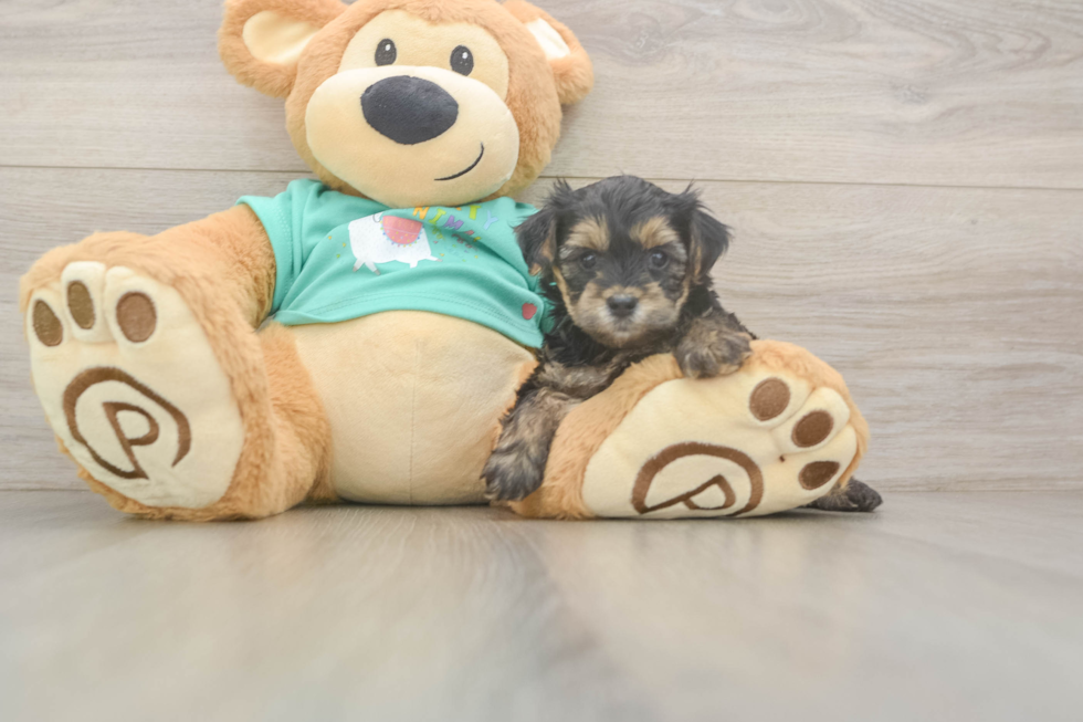 Happy Yorkie Poo Baby
