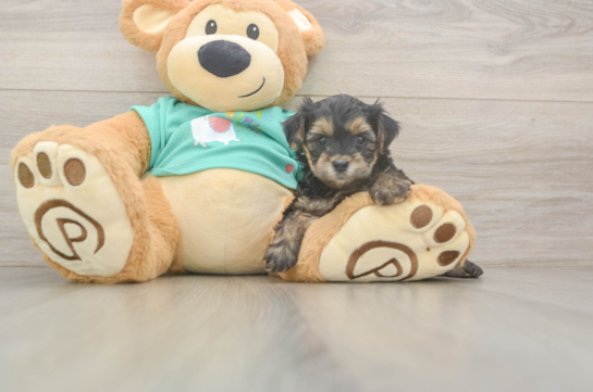 Happy Yorkie Poo Baby
