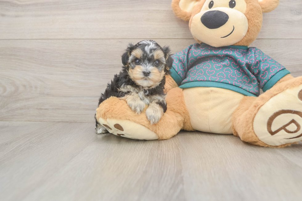 Little Yorkie Poodle Mix Poodle Mix Puppy