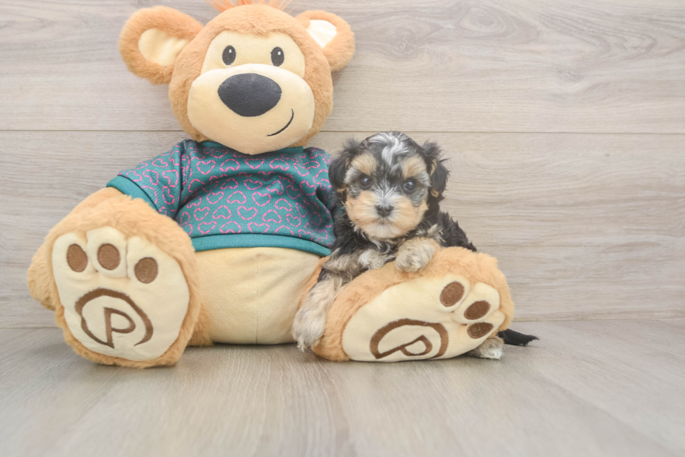 Yorkie Poo Puppy for Adoption