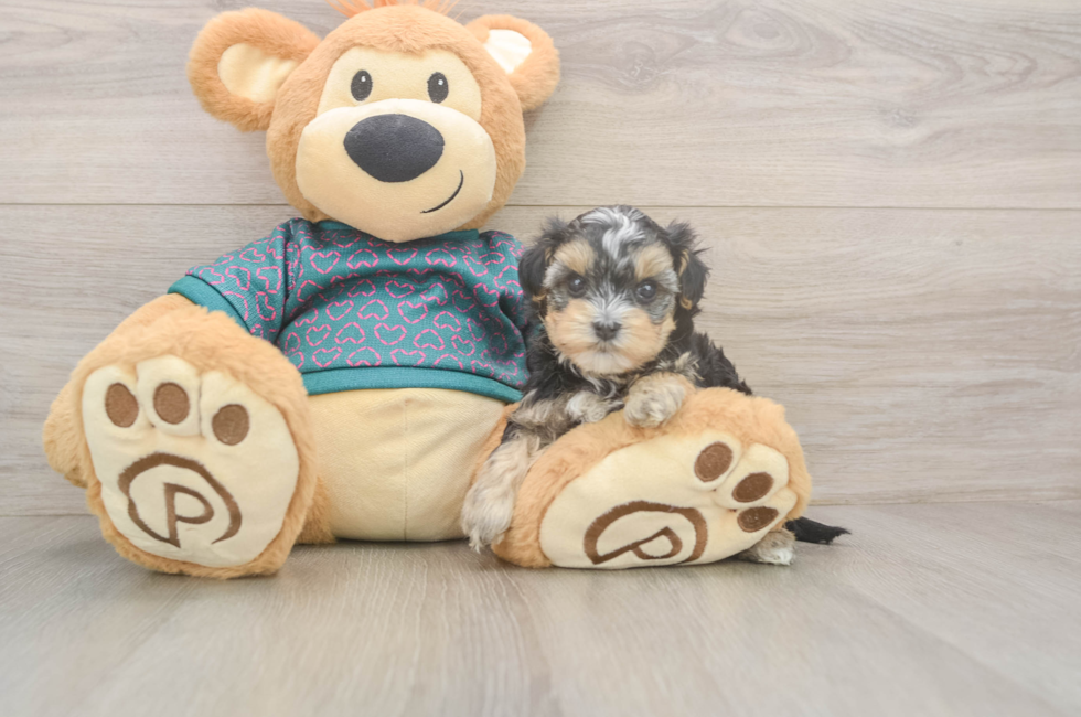 5 week old Yorkie Poo Puppy For Sale - Seaside Pups