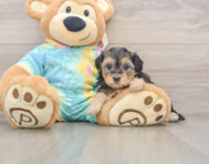 8 week old Yorkie Poo Puppy For Sale - Seaside Pups