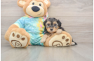 Happy Yorkie Poo Baby