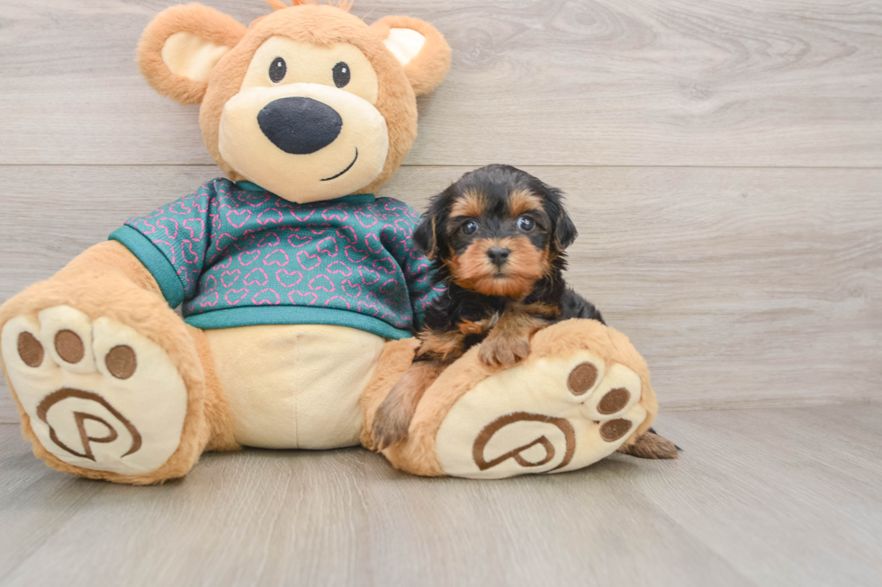 Playful Yo Yo Poo Poodle Mix Puppy