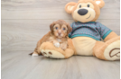 Petite Yorkie Poo Poodle Mix Pup