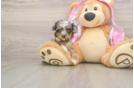 Adorable Yorkiedoodle Poodle Mix Puppy