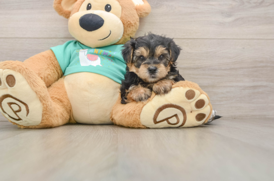 Little Yorkie Poodle Mix Poodle Mix Puppy