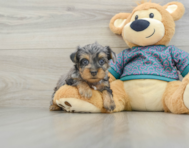 7 week old Yorkie Poo Puppy For Sale - Seaside Pups