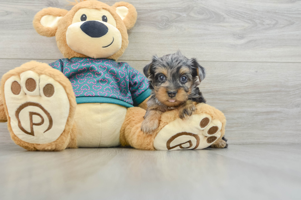 Adorable Yorkiedoodle Poodle Mix Puppy