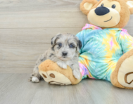 8 week old Yorkie Poo Puppy For Sale - Seaside Pups