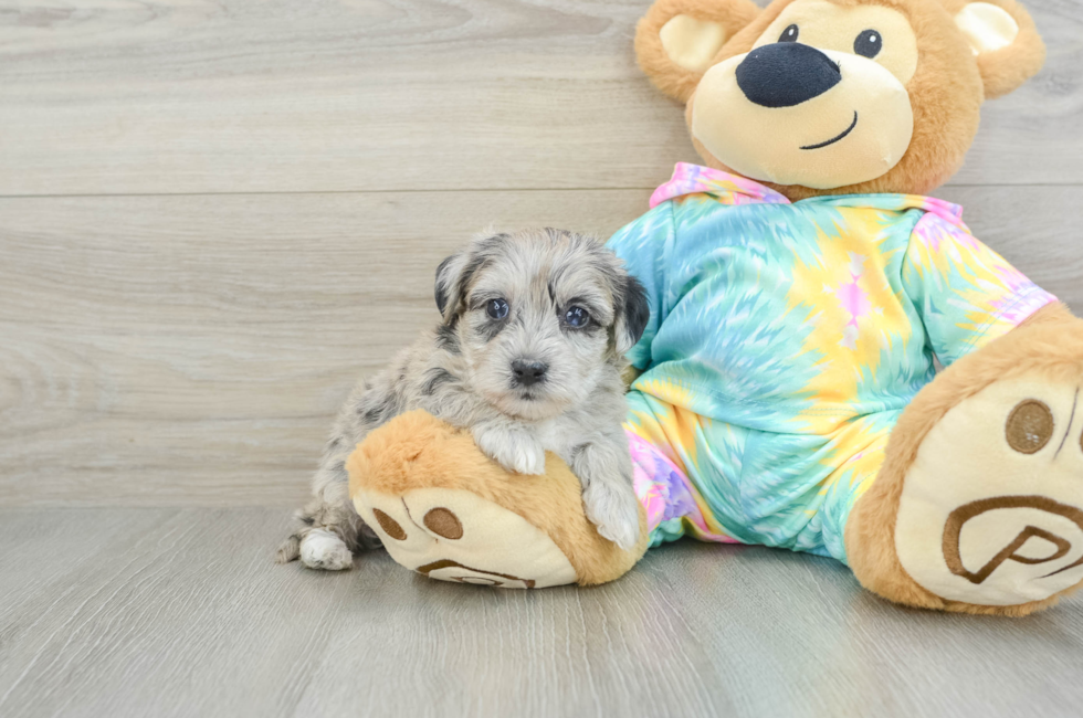 5 week old Yorkie Poo Puppy For Sale - Seaside Pups