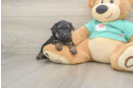 Friendly Yorkie Poo Baby
