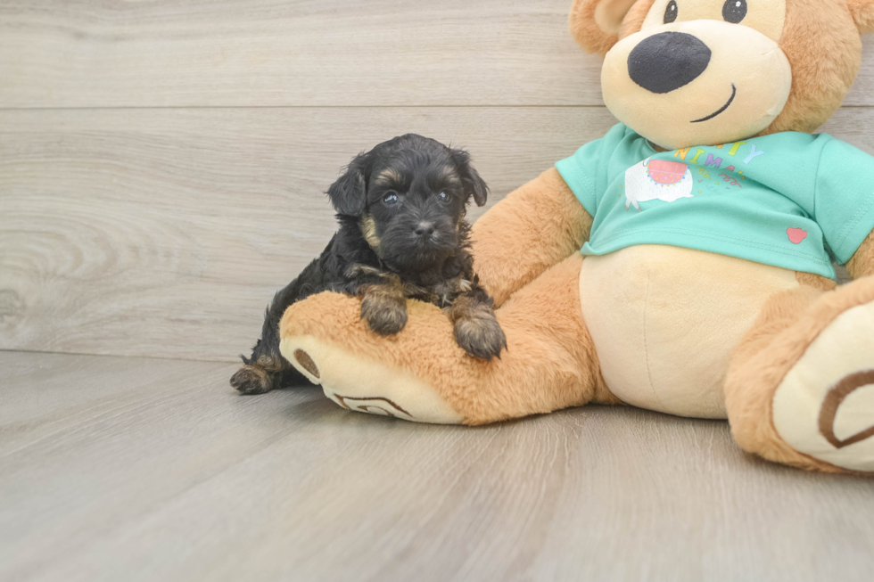 Friendly Yorkie Poo Baby