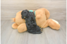 Hypoallergenic Yorkie Doodle Poodle Mix Puppy